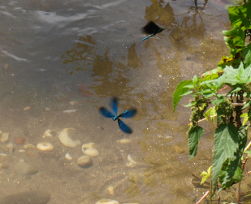 Libelle im Flug